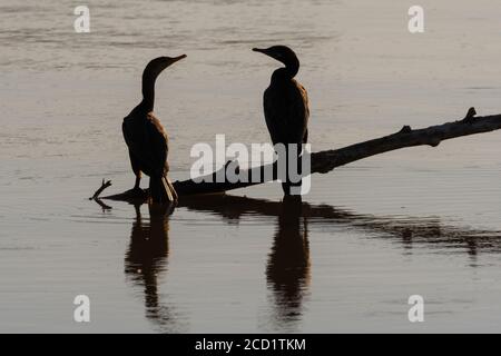 Two Double-breasted Cormorant birds silhouetted over their reflection in the calm water of a lake while perched on the branch of a submerged tree. Stock Photo