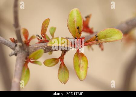 Ants making colony on Hamelia Patens plant at terrace garden in punjab. Common names include firebush, hummingbird bush, scarlet bush, and redhead. Stock Photo