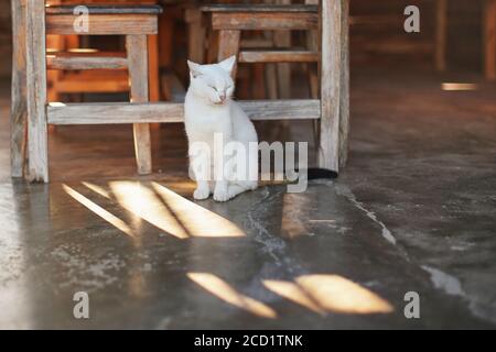 Sleepy white cat with dark tail resting under the table near wooden chair, morning sun shines on floor next to her Stock Photo