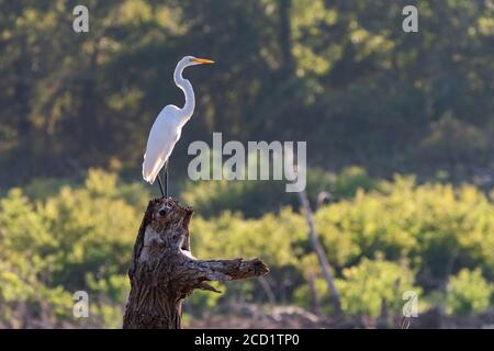 Great White Egret standing on top of a dead tree stump with it snow white feathers glowing in the morning sunlight. Stock Photo