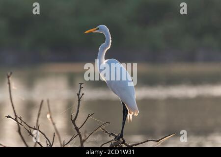 Great White Egret standing on the small branches of a dead, submerged tree in a lake as the sun rises and the sunlight causes its snow white feathers Stock Photo