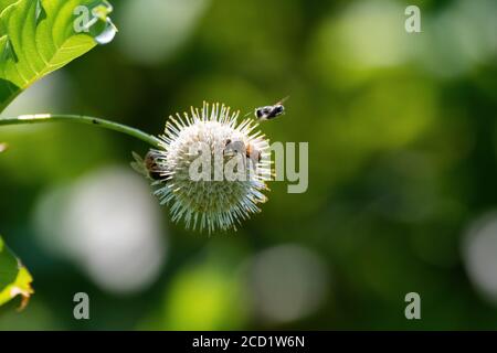 A Honeybee flying by a spiked flower on a Common Buttonbush plant as two other bees are busy gathering nectar and pollen from the white flower. Stock Photo
