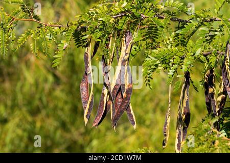 Long tan and brown seed pods resembling beans hanging from the thorn covered branches of a Honey Locust tree in some woods on a sunny, summer morning. Stock Photo