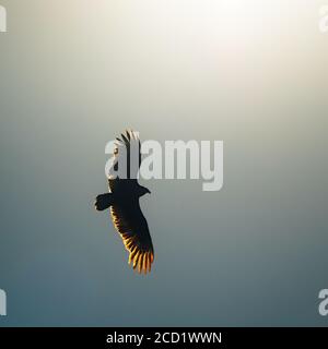 The Woodlands TX USA - 02-07-2020  -  Black Vulture in Sun Lit Blue Sky Stock Photo