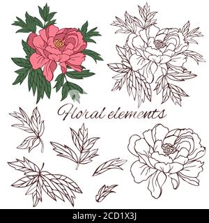 Set of peony leaves and flower, isolated vector outline on white background. Stock Vector