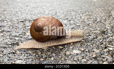 Big snail moving on asphalt road Stock Photo