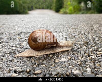 Big snail moving on asphalt road Stock Photo