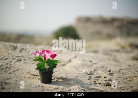 A photo of a flower pot in I took in the Saudi Arabian desert. Stock Photo