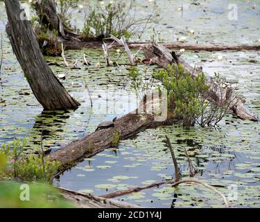 Marsh landscape with a Painted Turtle on a log with white water lilies, pink flowers and foliage and dead trunk trees in this beautiful environment. Stock Photo