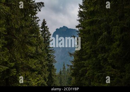 A picture of a mountain as seen between the forest (Tatra Mountains). Stock Photo