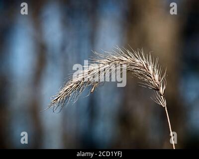 The Woodlands TX USA - 02-07-2020  -  Dried Plant Top in the Woods Stock Photo