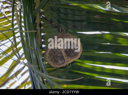 A bird nest hang under leaf of palm tree. The long pendulous nesting tubes weaved by the birds The Baya Weaver (Ploceus philippinus), Thailand. Stock Photo