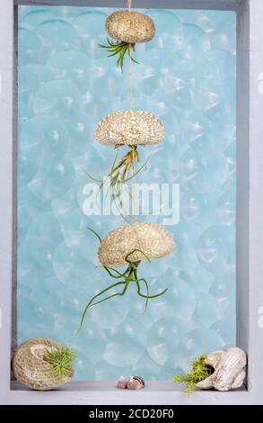 Tillandsia (air plants) in shell and sea urchin shell as containers decorating a bathroom window with bubble pattern glass behind Stock Photo