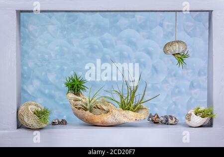 Tillandsia (air plants) in shell and sea urchin shell as containers decorating a window with bubble pattern glass behind Stock Photo