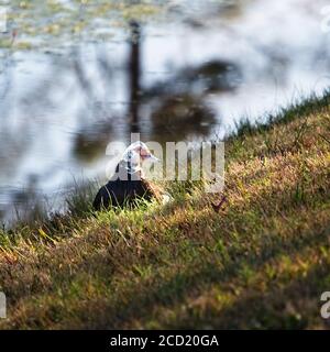 The Woodlands TX USA - 02-07-2020  -  Female Duck Sitting by Pond Stock Photo