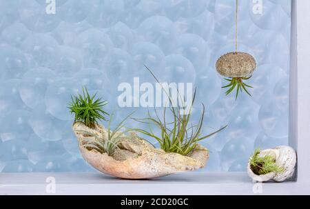 Tillandsia (air plants) in shell and sea urchin shell as containers decorating a window with bubble pattern glass behind Stock Photo