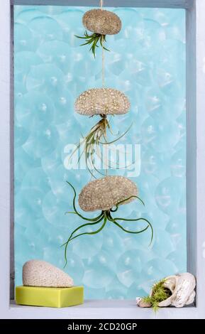 Tillandsia air plants in shell and sea urchin shell as containers decorating a bathroom window with soap and pumice stone, bubble pattern glass behind Stock Photo