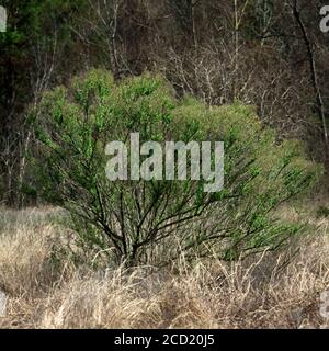The Woodlands TX USA - 02-07-2020  -  Green Bush in a Field of Dry Grass Stock Photo