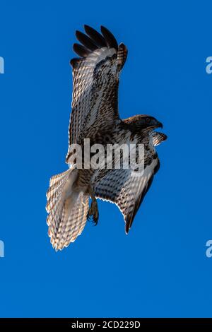Red-tailed hawk in flight hawks flying. California, Tulelake, Tule Lake National Wildlife Refuge, Winter Stock Photo
