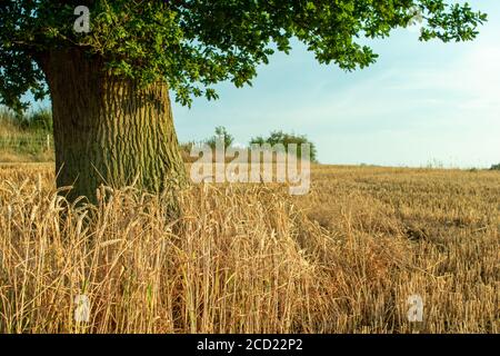 Close up image of oak tree trunk with harvested wheat field in background blur Stock Photo
