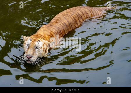 The tiger swims on the water. The tiger stands in the water and looks i front. Stock Photo