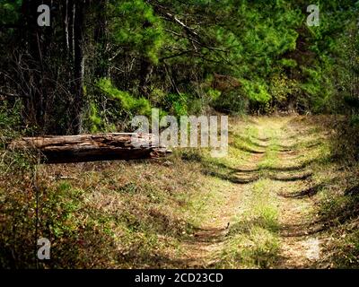 The Woodlands TX USA - 02-07-2020  -  Trail and Dead Log in the Woods Stock Photo
