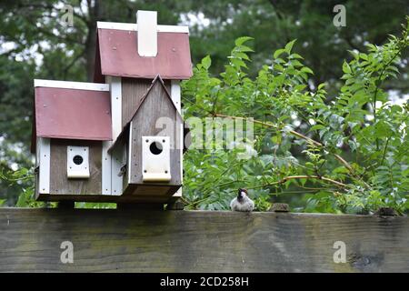 Small bird with a birdhouse Stock Photo