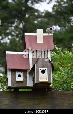 Small bird with a birdhouse Stock Photo