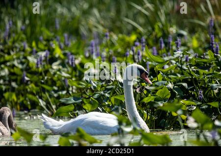Mute Swan swimming among the flowers and grasses near her nest Stock Photo