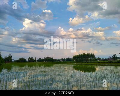 Clouds in the sky over a paddy field in Punjab, India. Paddy is the one of the major crops of Punjab, India. After sowing of paddy nursery, paddy tran Stock Photo