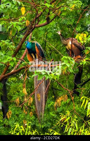 A peacock and a peahen on a tree branch, backside my house in Jalandhar, Punjab, India. Cleaning and drying themselves after rainy night. Peafowls!!! Stock Photo