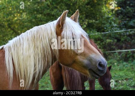 Beautiful Haflinger horse head in the paddock Stock Photo
