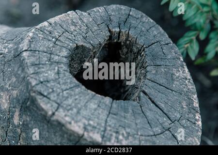 Heart-shaped bird nest in hollow trunk close up Stock Photo