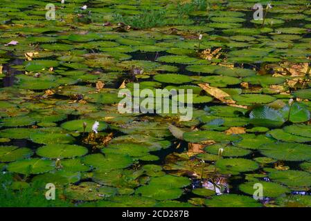 Group of water lilies (Nymphaeaceae) aquatic plants at sunset, with peaceful reflections in pond, in Waimea Valley, Oahu Island, Haleiwa, Hawaii, USA Stock Photo