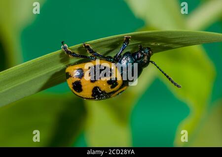 Vadnais Heights, Minnesota.  Swamp Milkweed Leaf Beetle,  Labidomera clivicollis. Hanging on underside of grass stem. Stock Photo