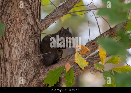 White Bear Lake, Minnesota. Eastern gray squirrel,  Sciurus carolinensis.  The black squirrel is a melanistic form of the gray squirrel Stock Photo