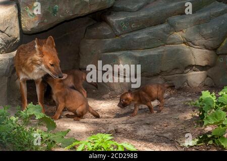 Apple Valley, Minnesota. Dhole, Asian Wild Dog, Cuon alpinus is an endangered species.  Its puppies are seven weeks  old. Stock Photo