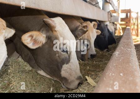 Cattle eating on confinement in farm in Brazil Stock Photo