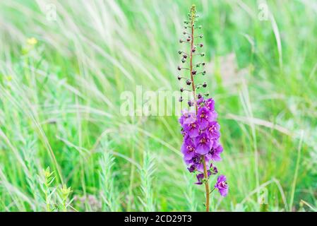 Close up beautiful flowering Verbascum phoeniceum in field Stock Photo