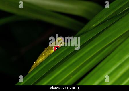 A red-eyed tree frog (Agalychnis callidryas) hiding on a palm frond in the rainforest in Costa Rica. Stock Photo