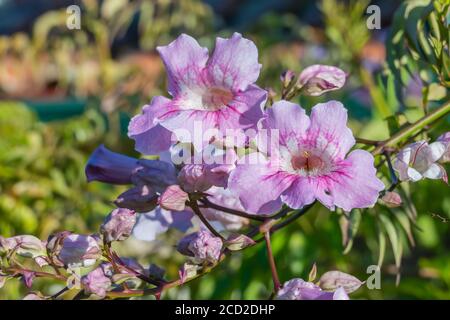 flowers pink trumpet vine close up view in summer outdoors Stock Photo