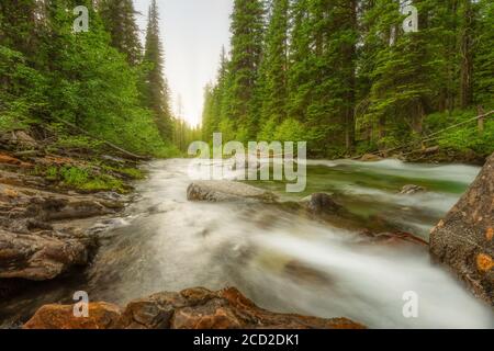 Wild mountain fly fishing river flowing through a dense, green, pine forest at sunset in eastern Oregon. Lostine River. Stock Photo
