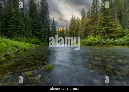 Wild mountain fly fishing river flowing through a dense, green, pine forest at sunset in eastern Oregon. Lostine River. Stock Photo