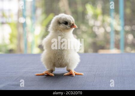 White Baby Australorp Chick stands on white cloth cover the table with bokeh and blur garden at an outdoor field Stock Photo