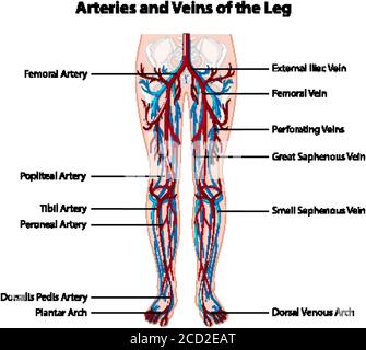 Arteries and veins of the leg illustration Stock Vector Image & Art - Alamy