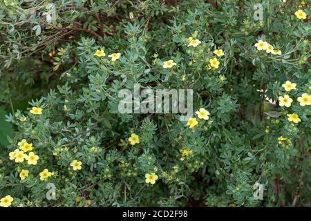 Flowers background in the garden, small yellow flowers on a background of dark green leaves. Stock Photo