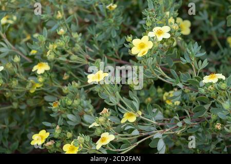 Flowers background in the garden, small yellow flowers on a background of dark green leaves. Stock Photo
