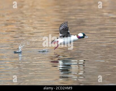 With a hop, skip and a jump this Bufflehead duck is off to a flying start. Stock Photo