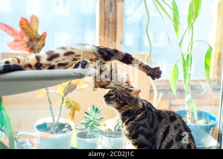 Two cute bengal kittens gold and chorocoal color laying on the cat's window bed playing and fighting. Stock Photo