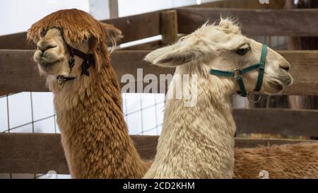 One orange and one white llama are huddled together inside a wooden pen at an agricultural fair in rural New York state. Stock Photo